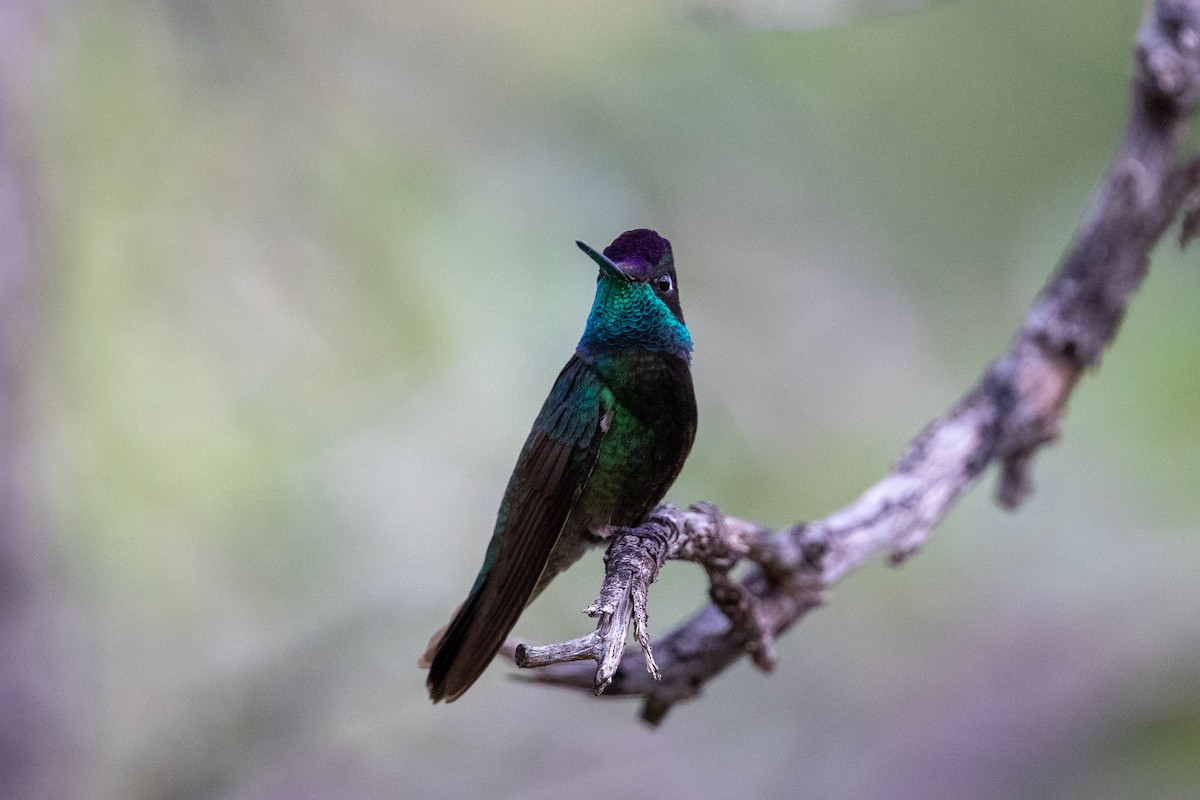 Rivoli's Hummingbird - ML361713191