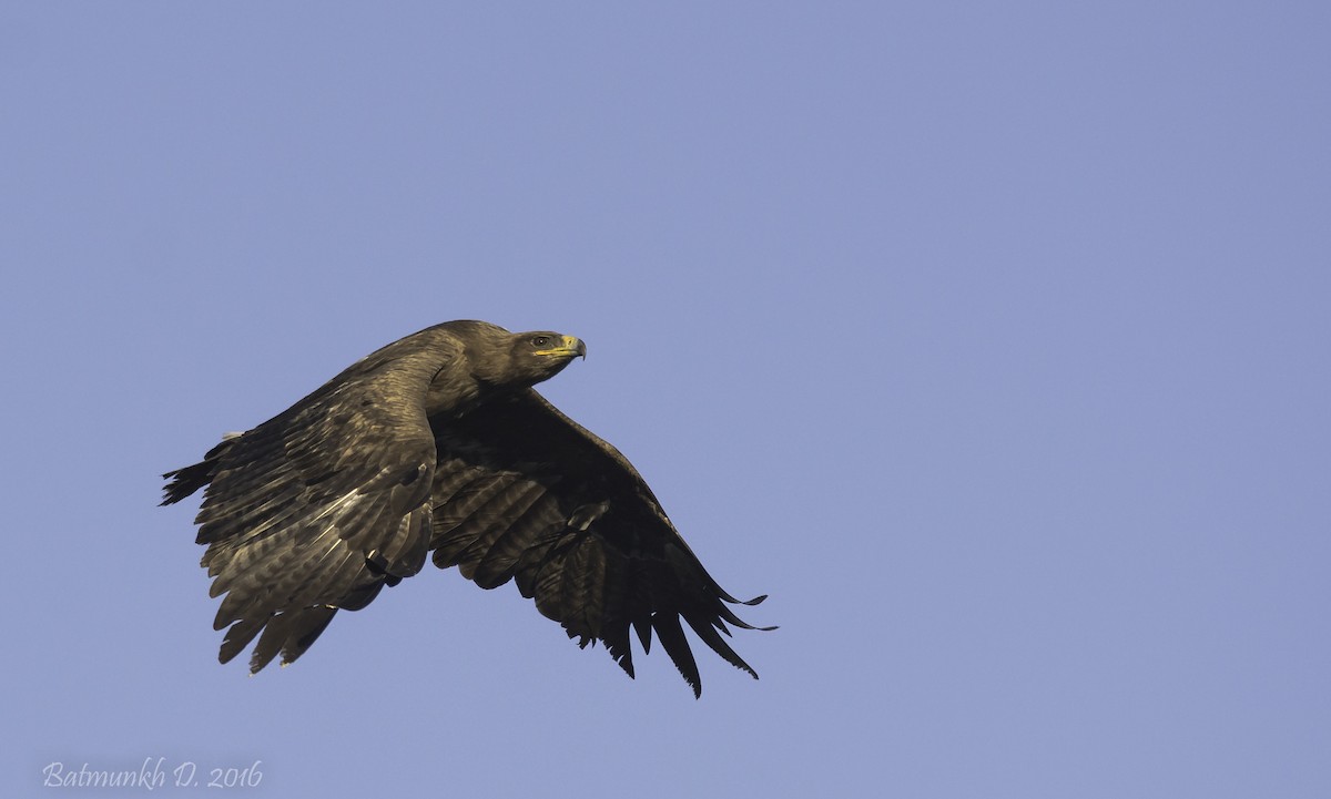 Steppe Eagle - Batmunkh Davaasuren