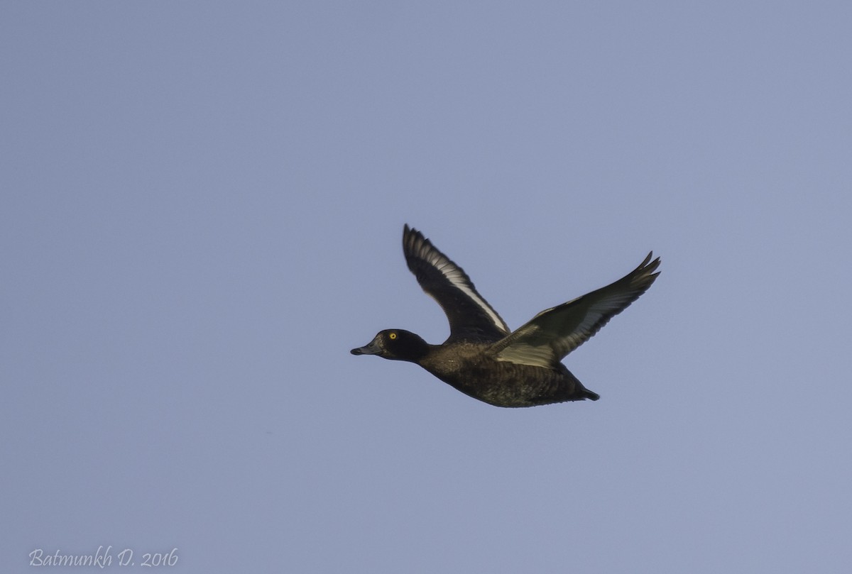 Tufted Duck - ML36171431