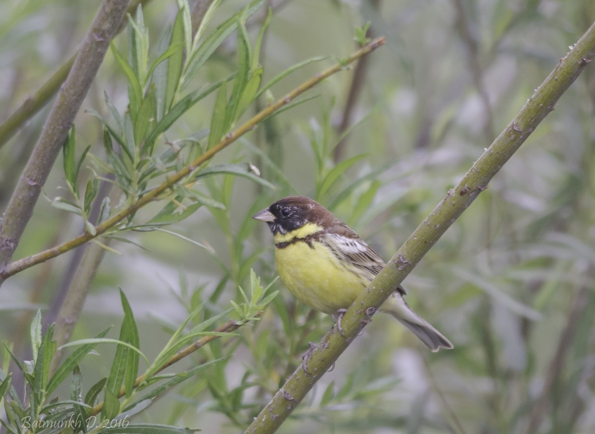 Yellow-breasted Bunting - ML36171571