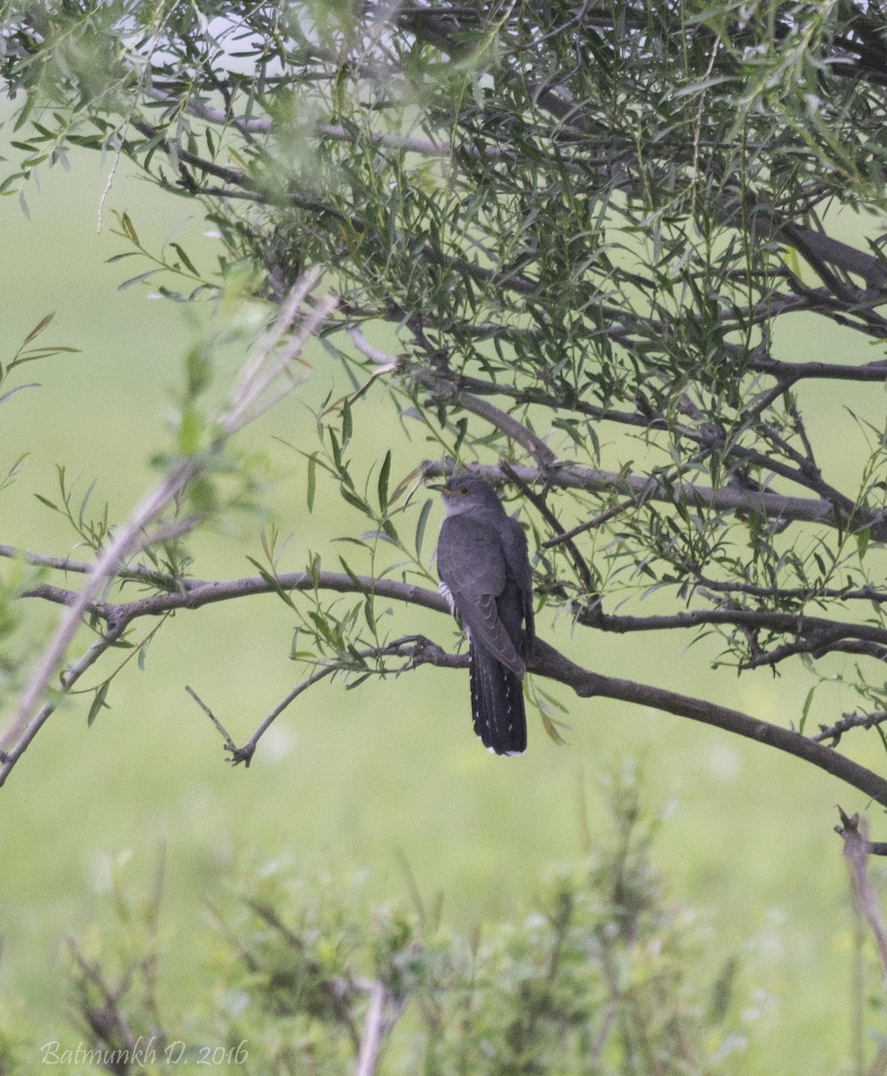 Common Cuckoo - Batmunkh Davaasuren