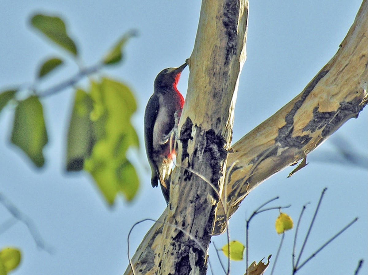 Puerto Rican Woodpecker - Jim Goehring