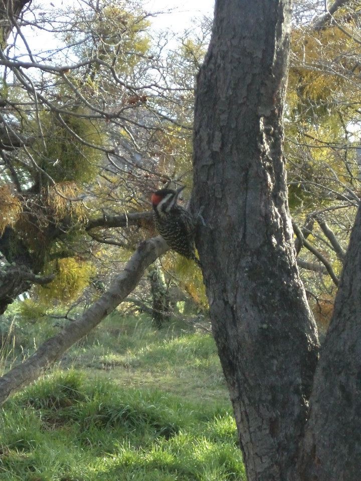 Striped Woodpecker - ML361718791