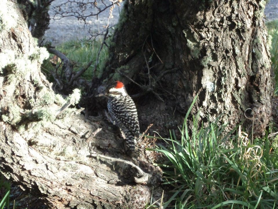 Striped Woodpecker - ML361718811