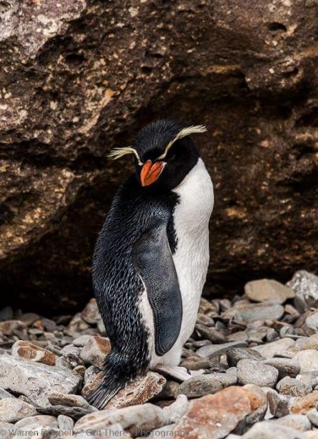 Snares Penguin - Birdline Australia