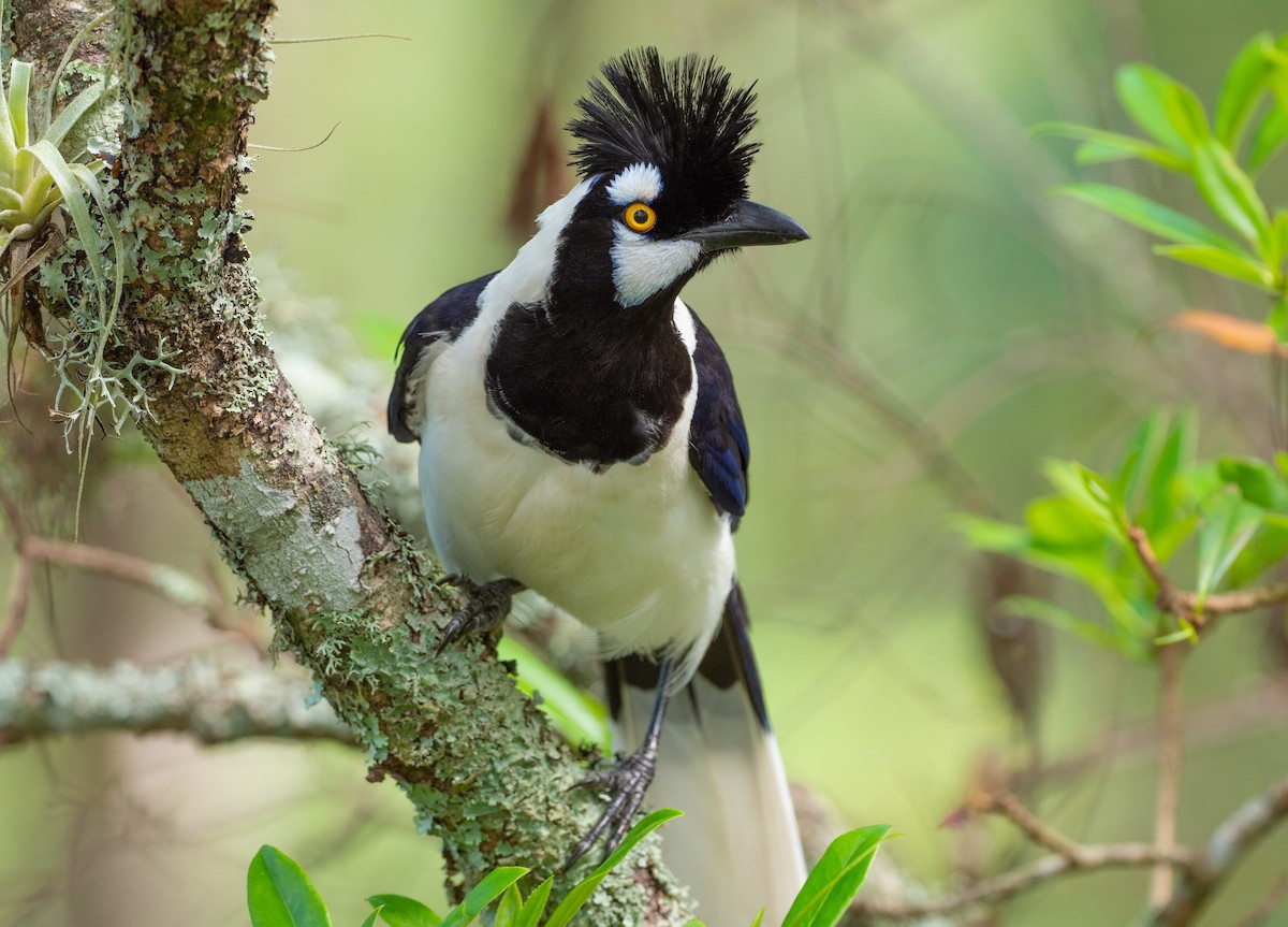 Tufted Jay - Phil Chaon