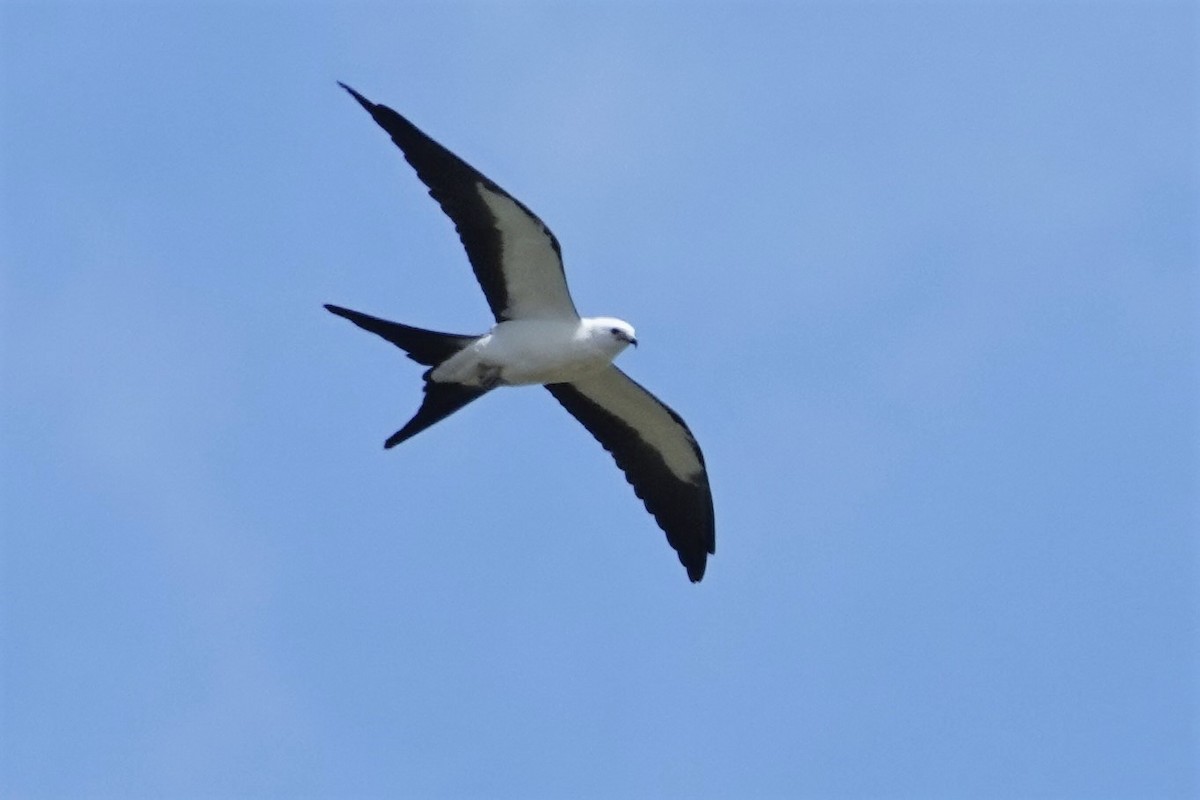 Swallow-tailed Kite - ML361728521