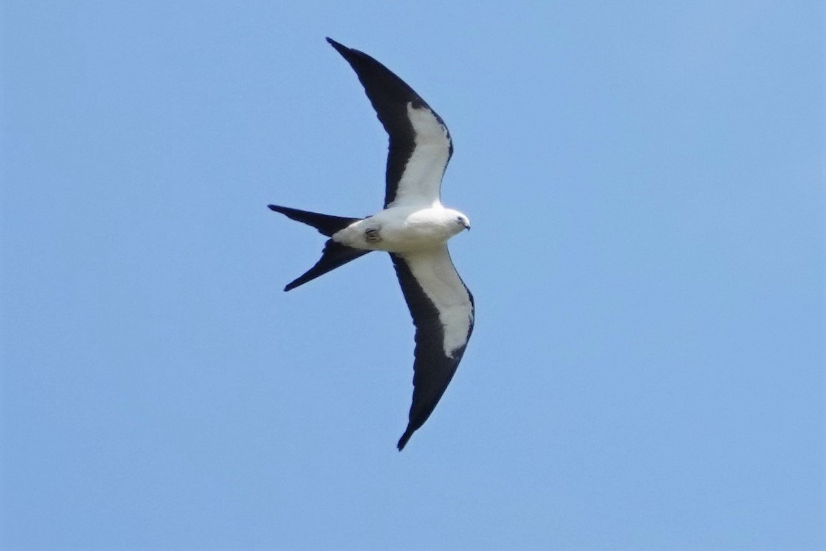 Swallow-tailed Kite - ML361728531