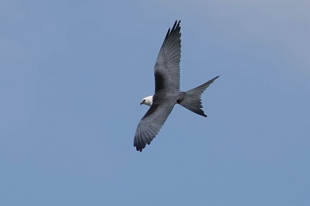 Swallow-tailed Kite - ML361728541