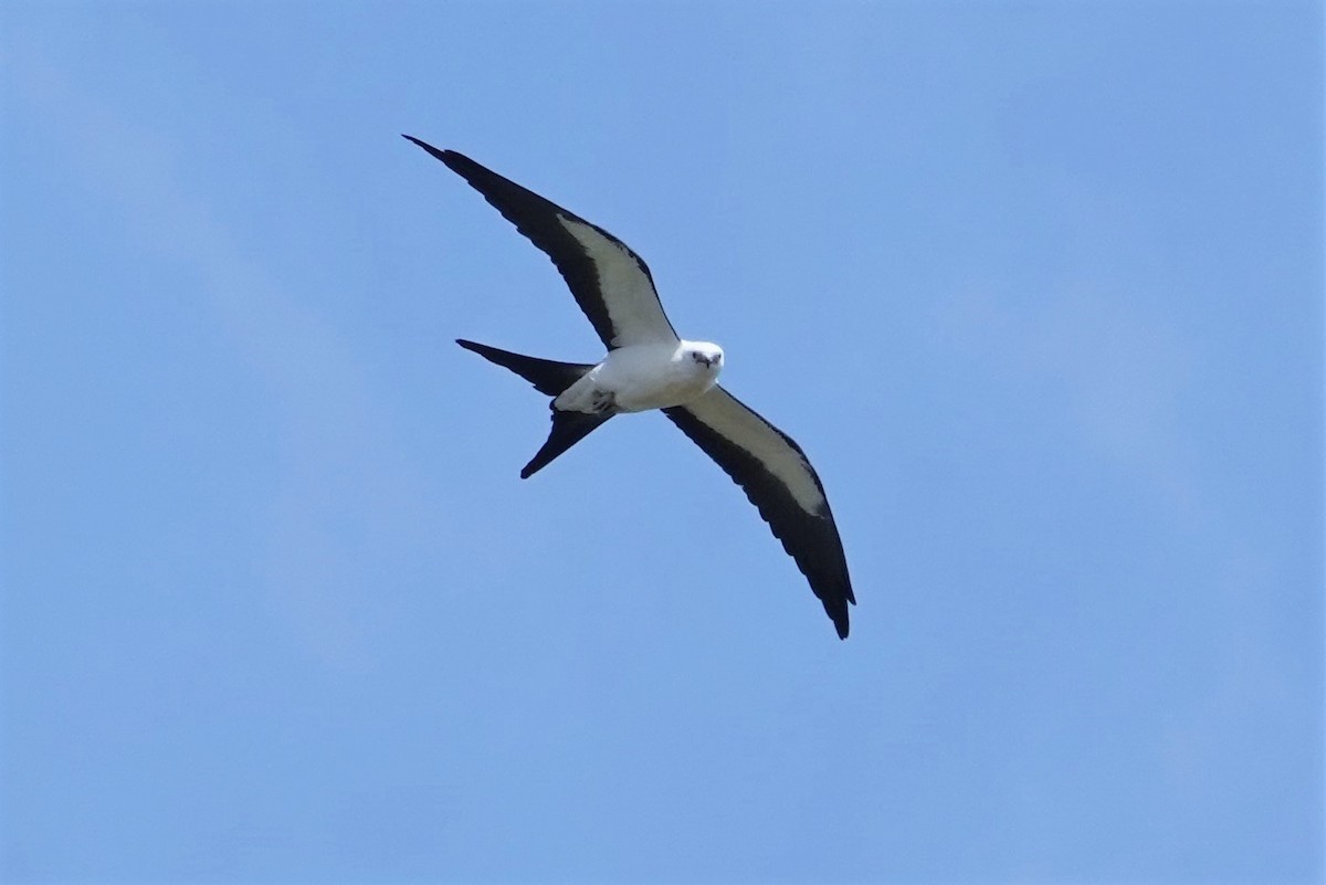 Swallow-tailed Kite - ML361728551