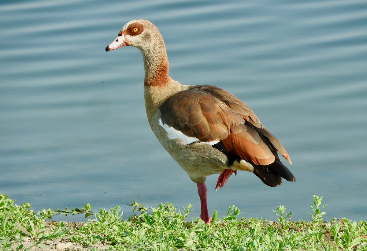 Egyptian Goose - Kurt Wahl