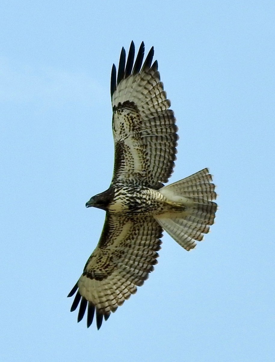 Red-tailed Hawk - ML361729881
