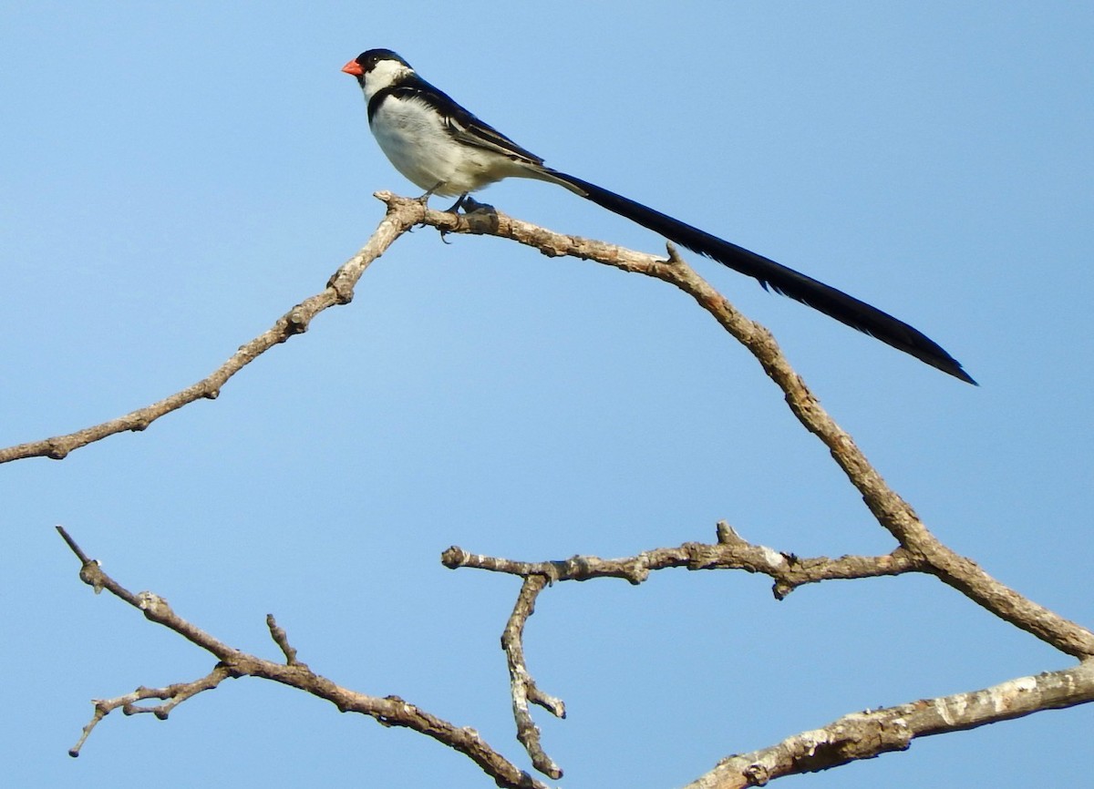 Pin-tailed Whydah - ML361729931