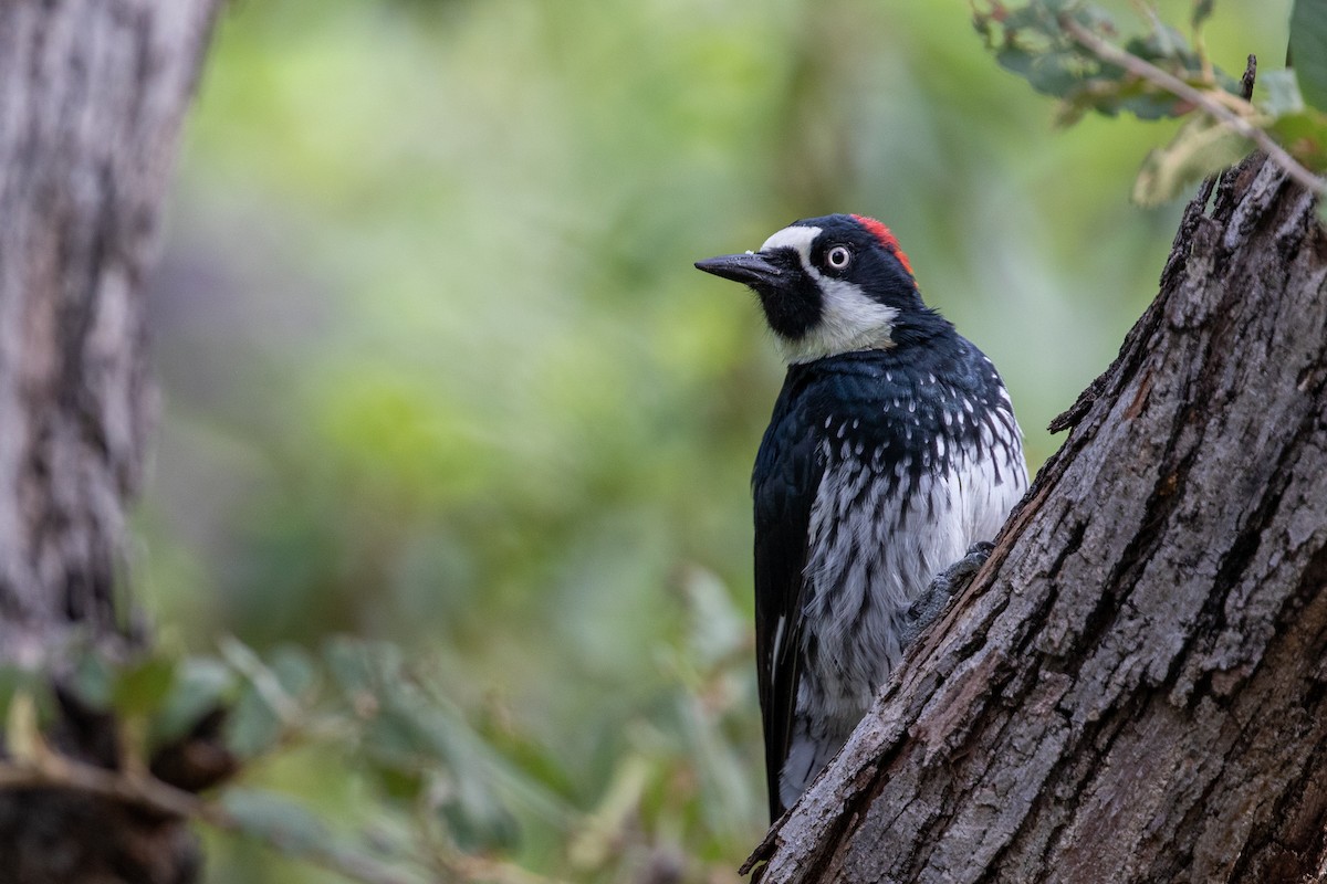 Acorn Woodpecker - ML361730381