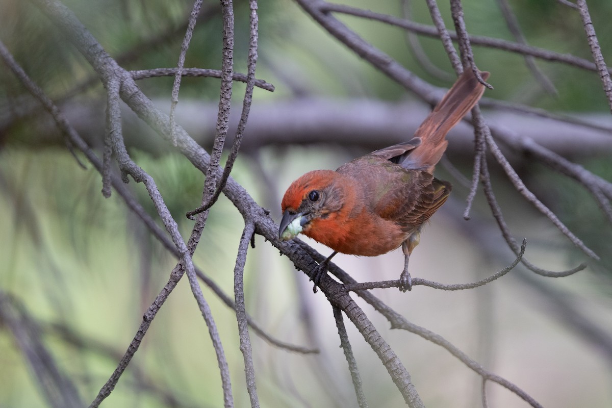 Hepatic Tanager - Cory Gregory