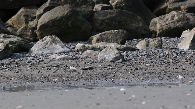 Piping Plover - ML361731511