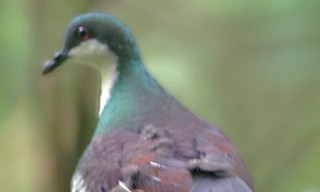  - Mindoro Bleeding-heart