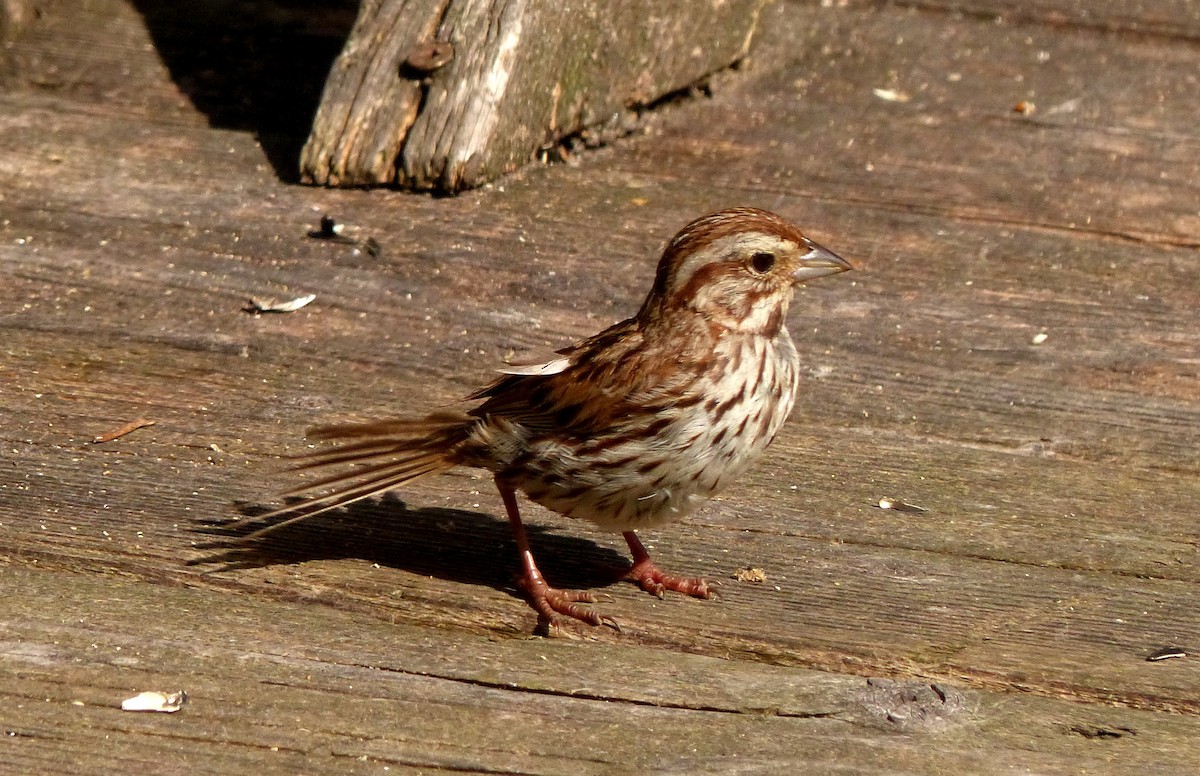 Song Sparrow - David Bree