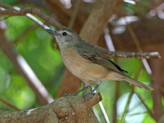  - Arafura Shrikethrush