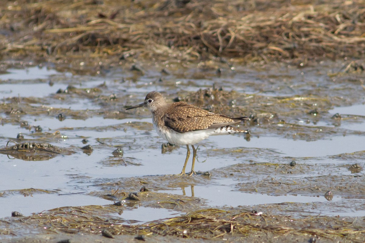 Solitary Sandpiper - Nathan French
