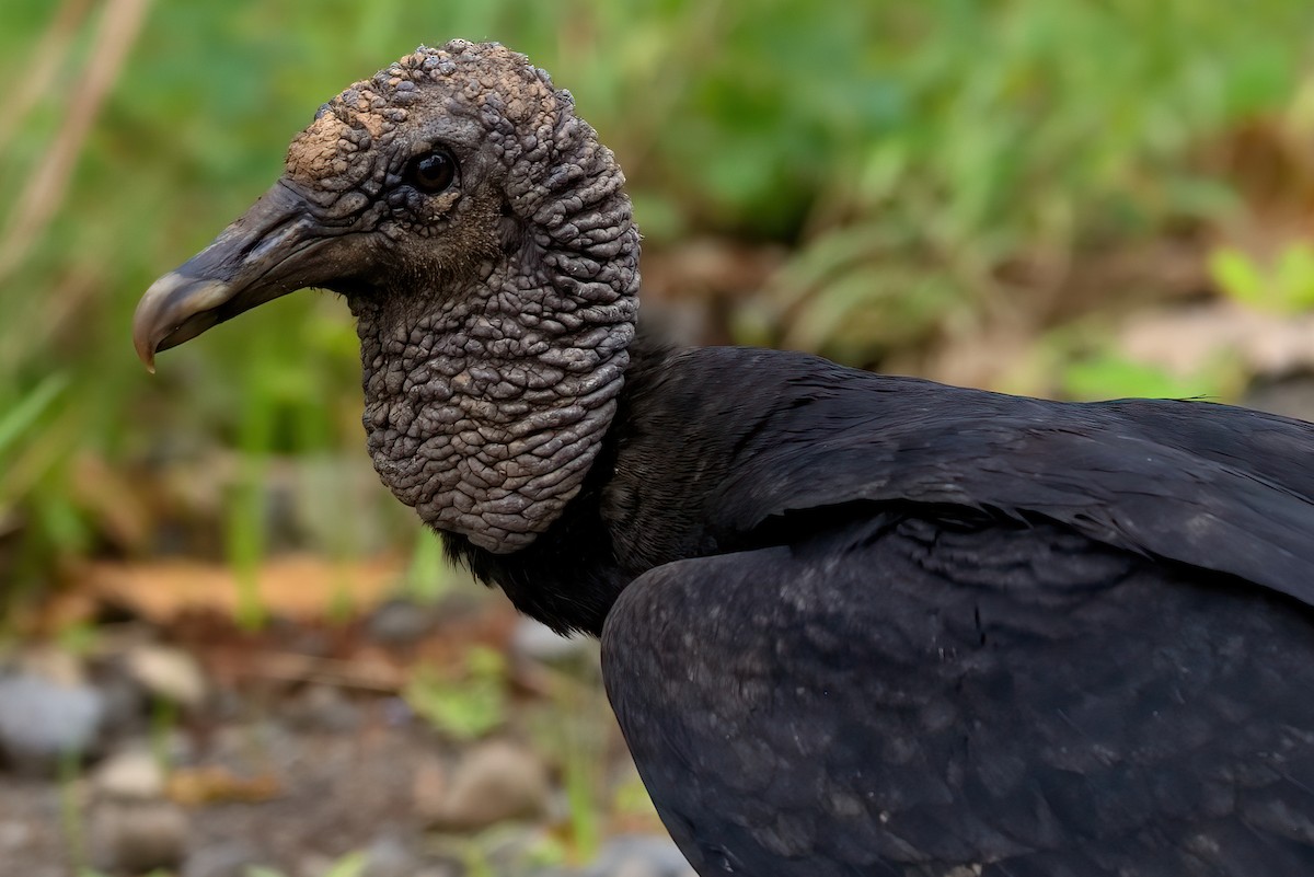 Black Vulture - Jaap Velden