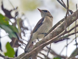  - Variable Shrikethrush