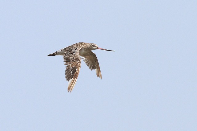 Bar-tailed Godwit (European) - ML36174411