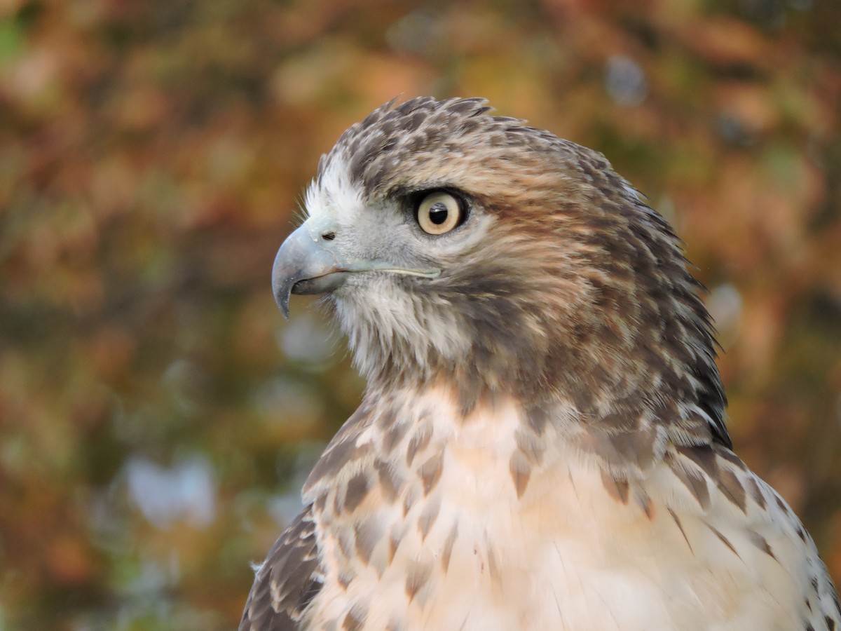 Red-tailed Hawk - Bill Lee