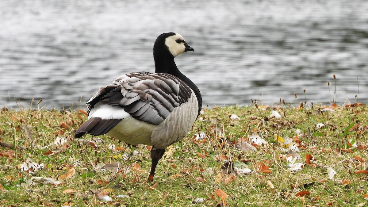 Barnacle Goose - Andy  Woodward