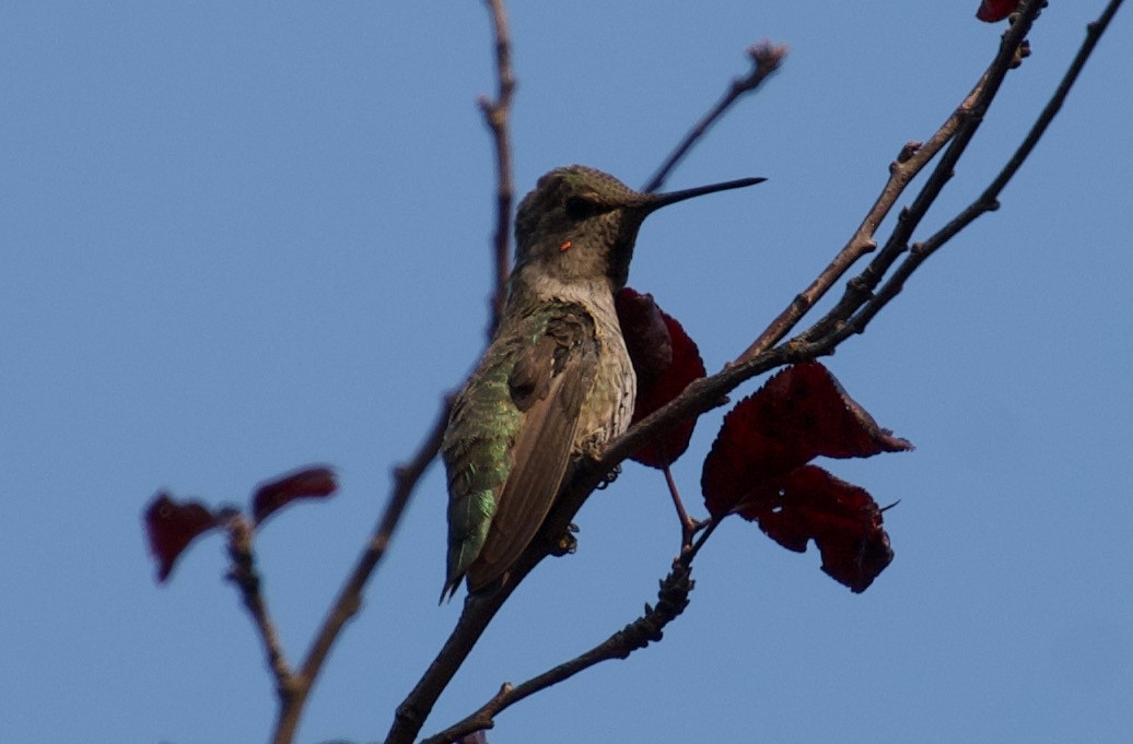Anna's Hummingbird - ML361755731