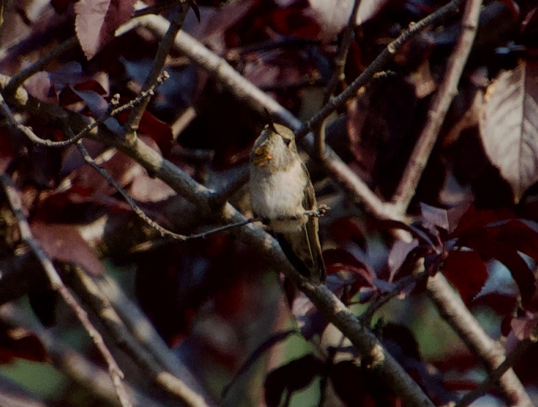 Anna's Hummingbird - ML361755741