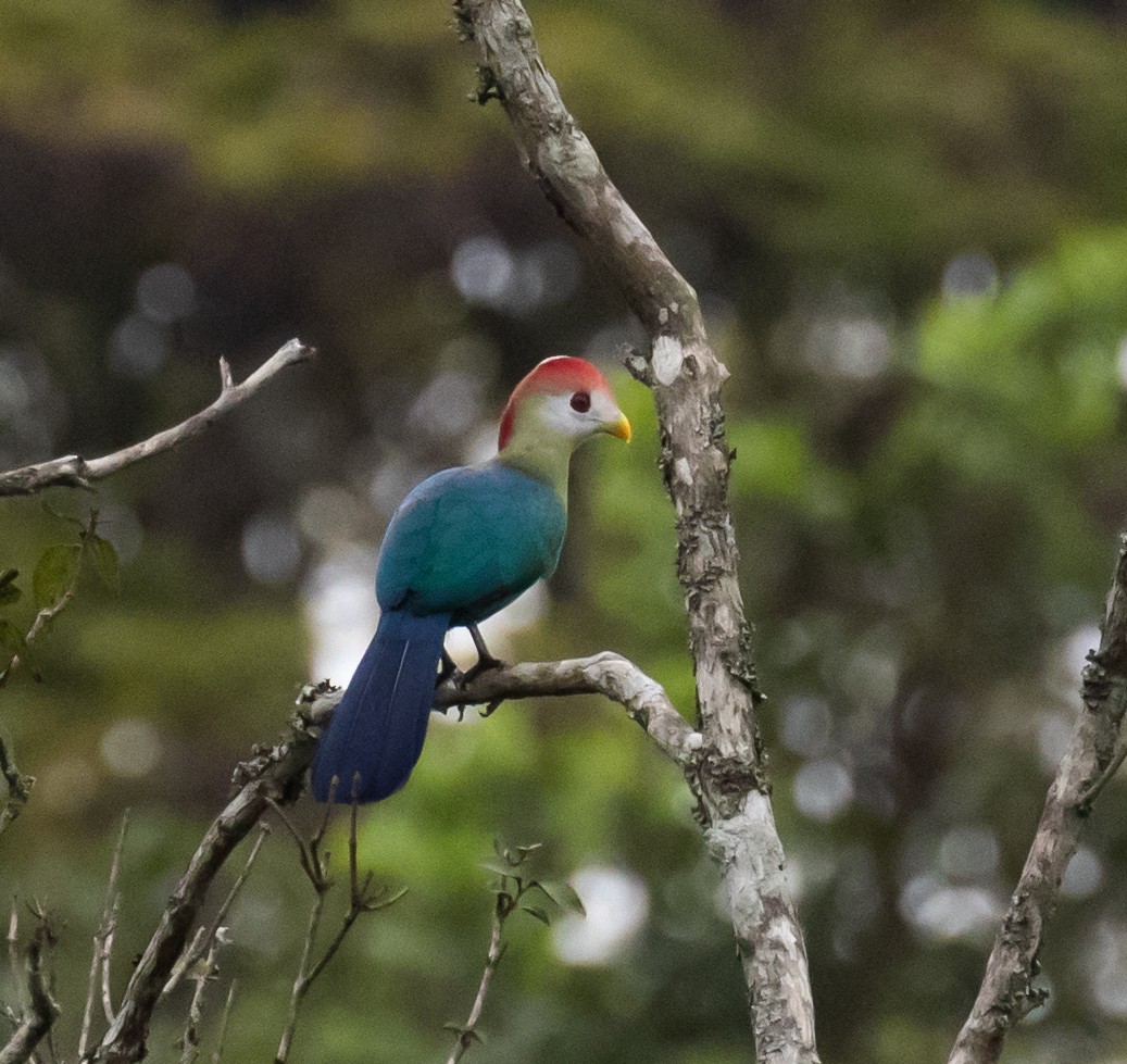 Red-crested Turaco - ML361758881