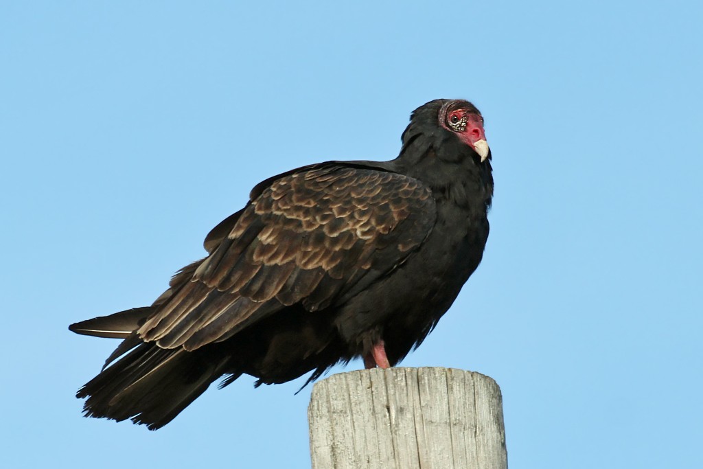 Turkey Vulture - Dick Dionne