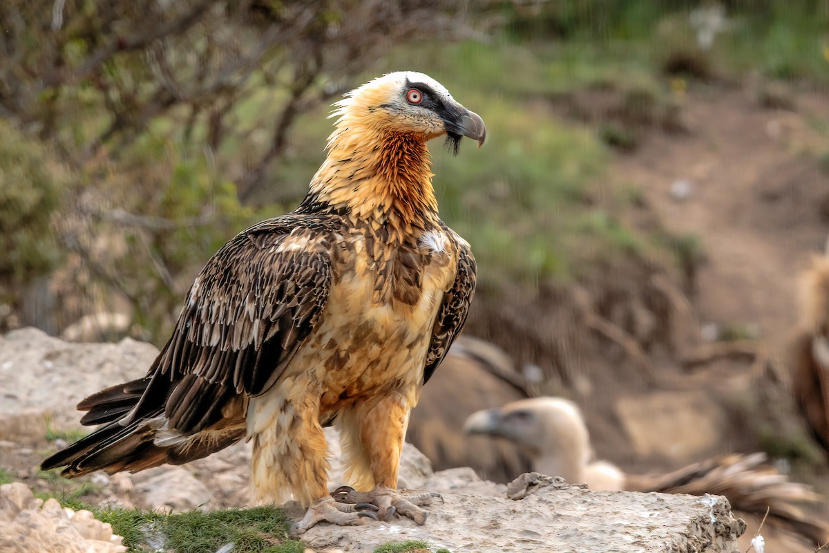 Bearded Vulture - ML361760351