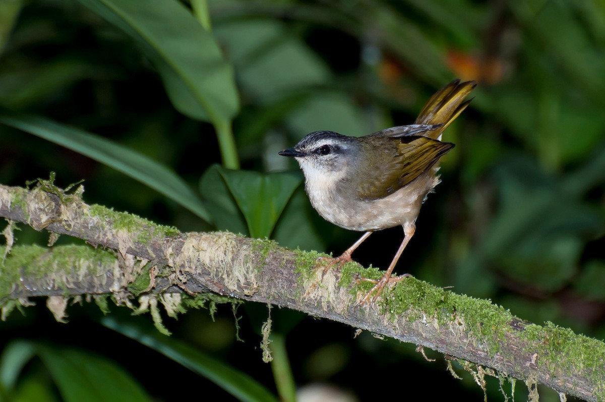 Riverbank Warbler - Marcos Eugênio Birding Guide