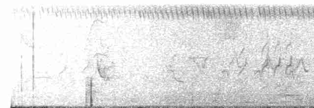 Large-tailed Antshrike - ML36176191