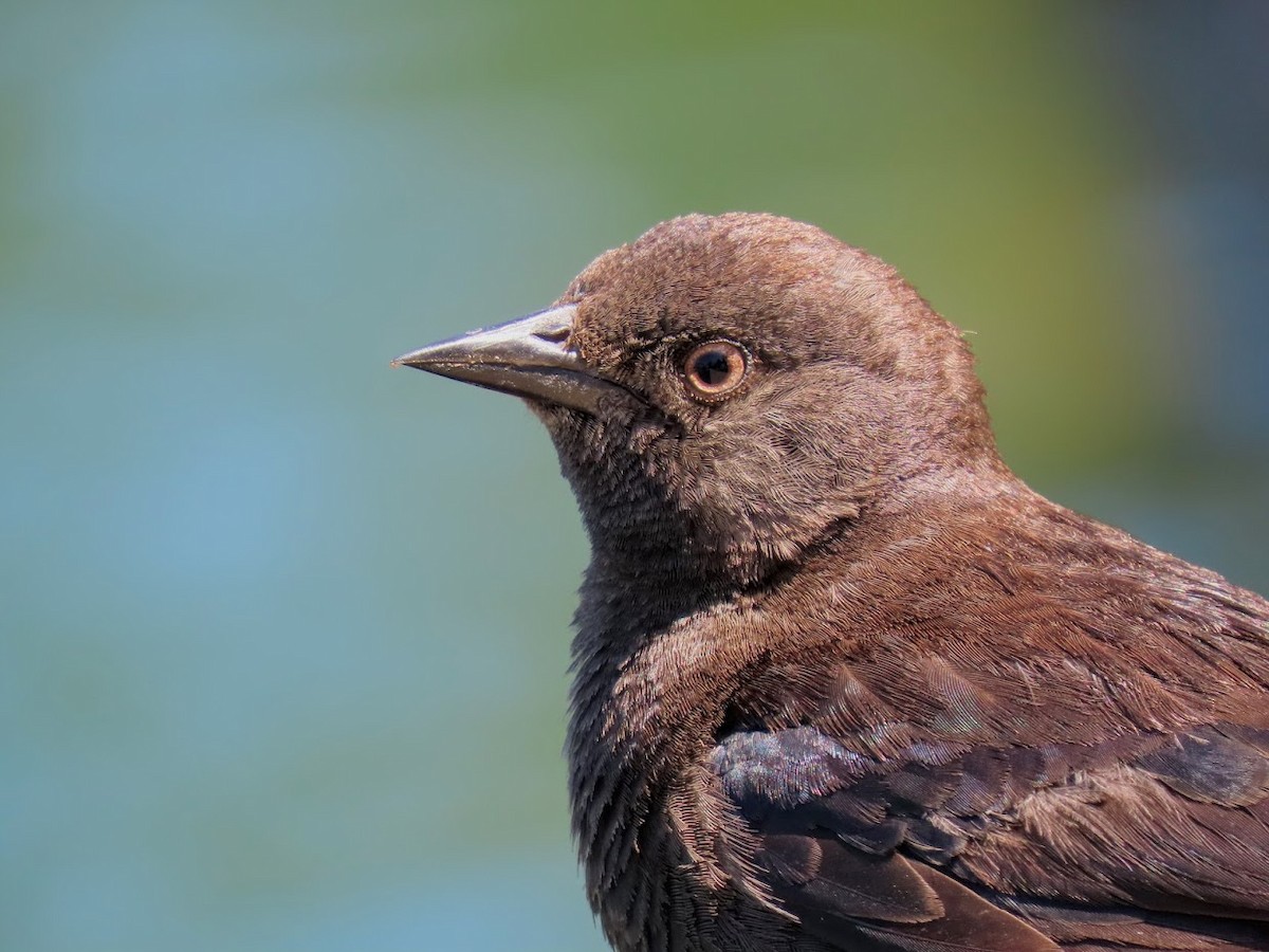 Brewer's Blackbird - Long-eared Owl