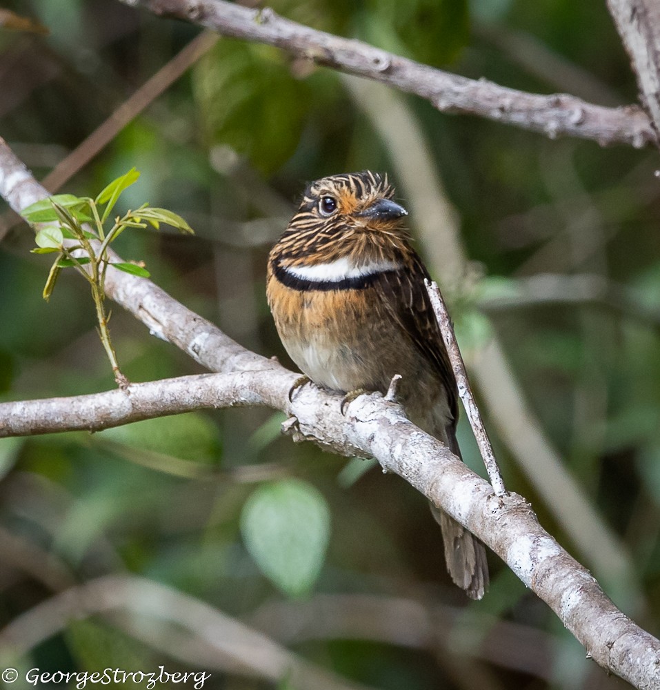 Crescent-chested Puffbird - George Strozberg