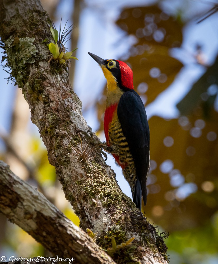 Yellow-fronted Woodpecker - ML361767631