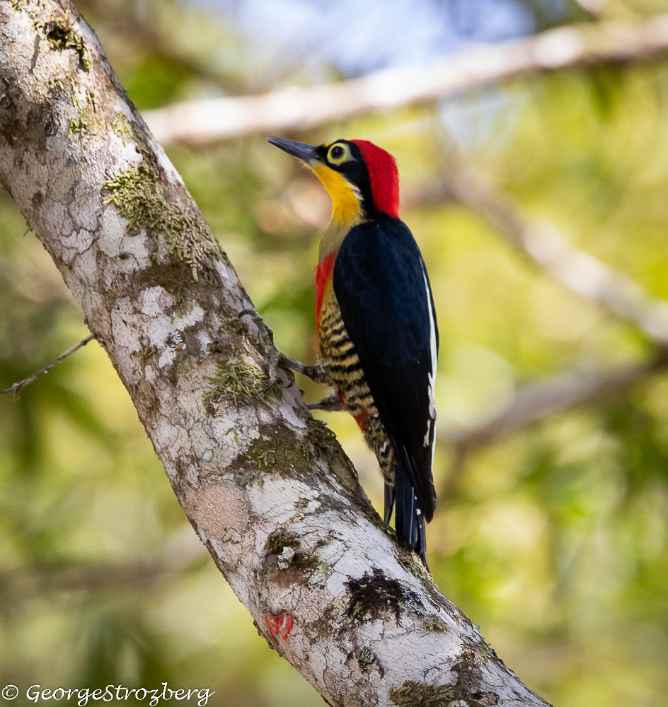 Yellow-fronted Woodpecker - ML361767651