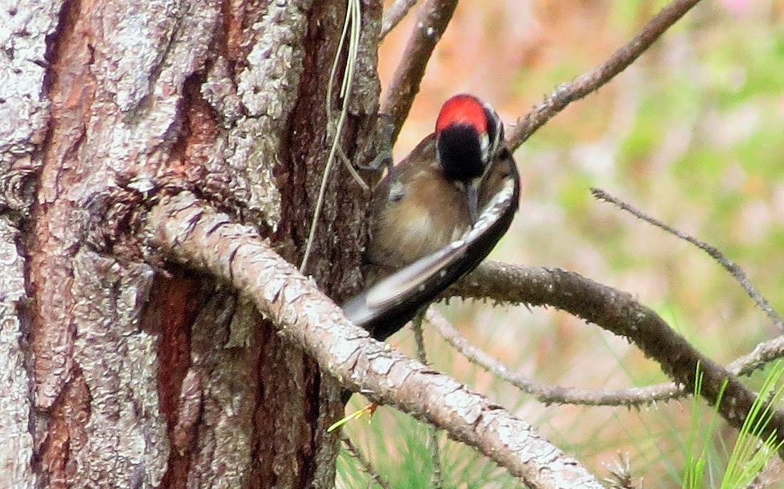 Hairy Woodpecker - ML36176831