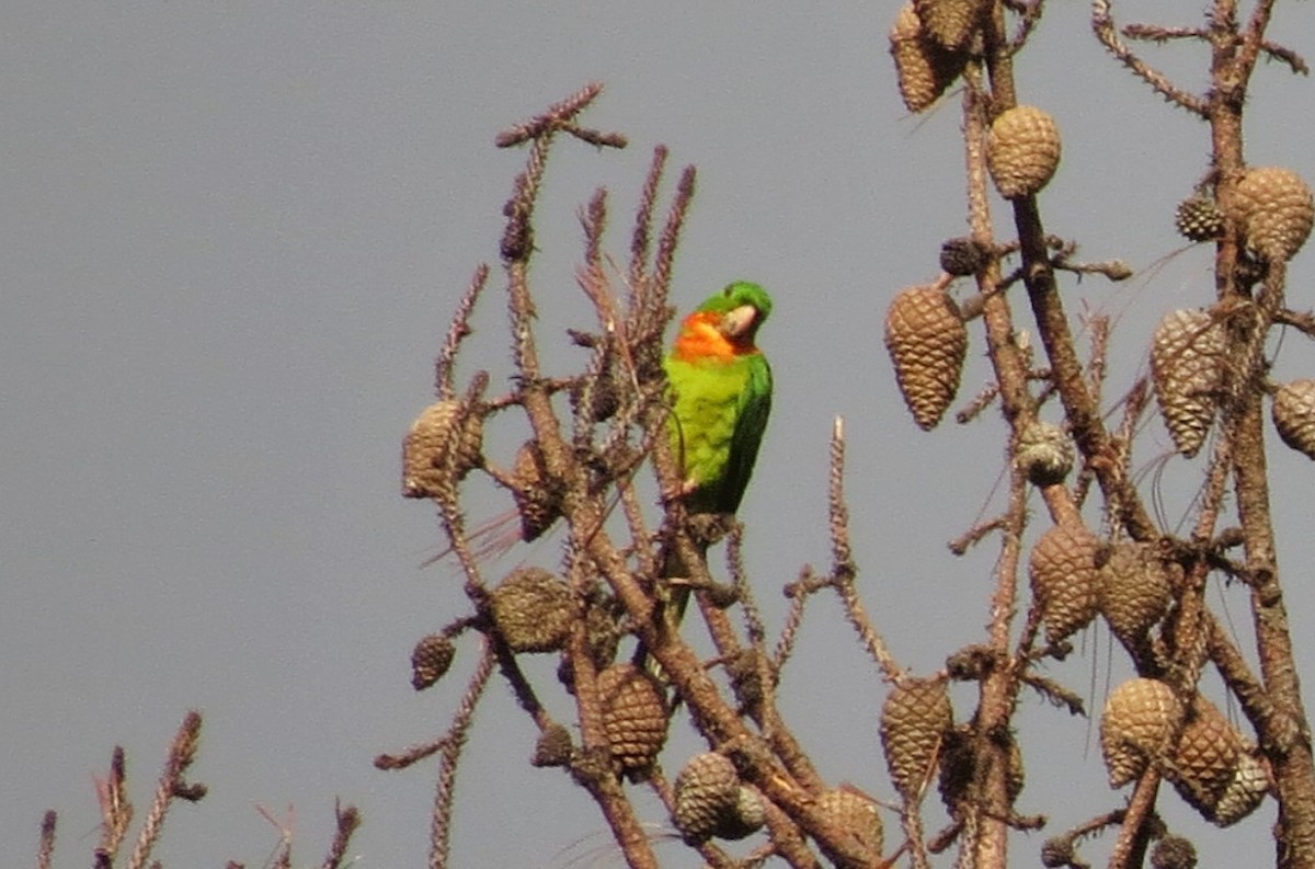 Meksika Yeşil Papağanı (rubritorquis) - ML36176921