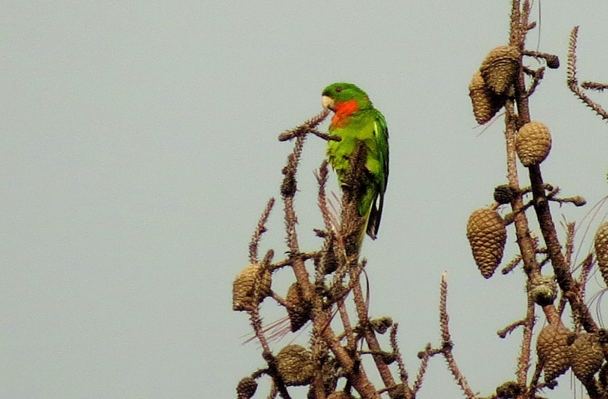 Green Parakeet (Red-throated) - ML36176931