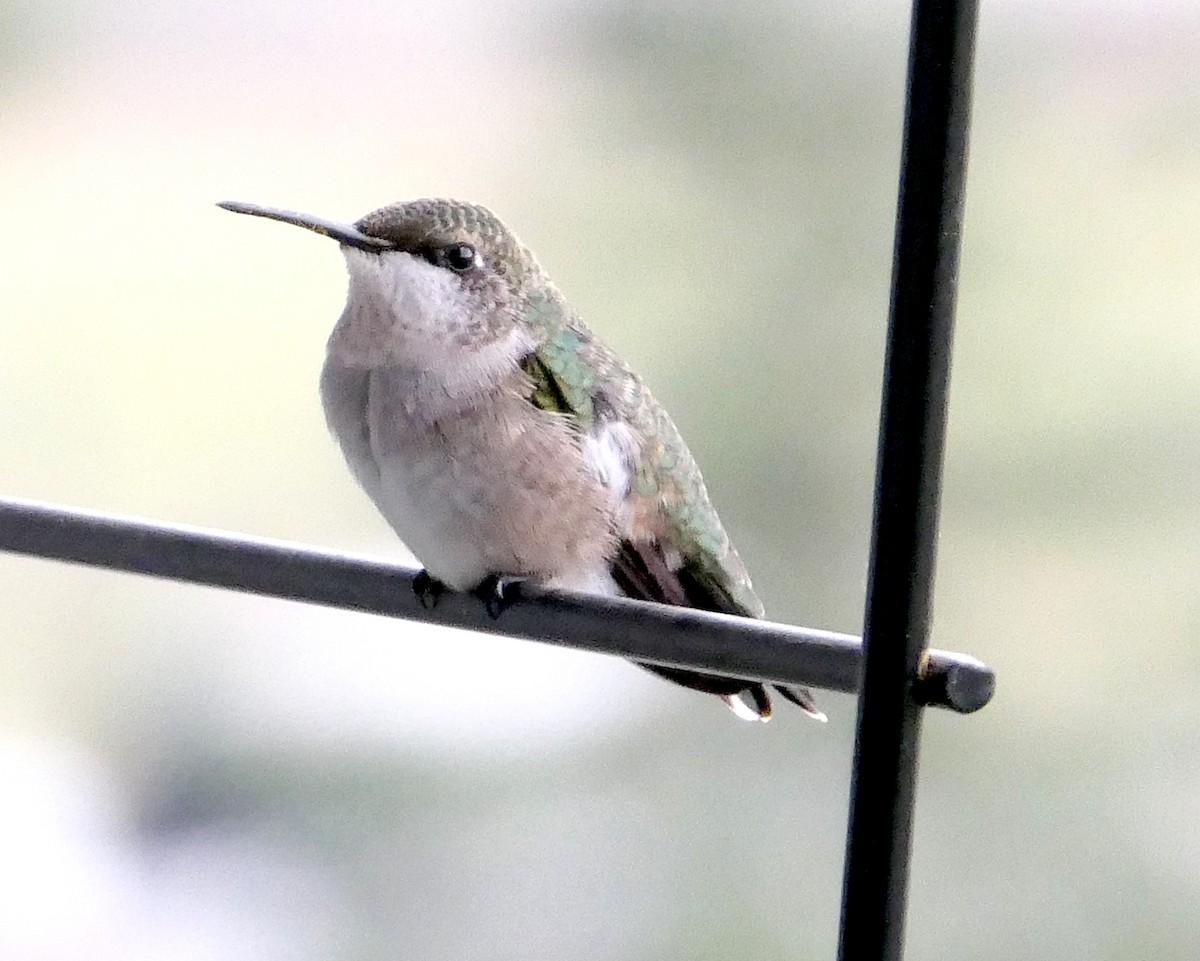 Ruby-throated Hummingbird - Randall M