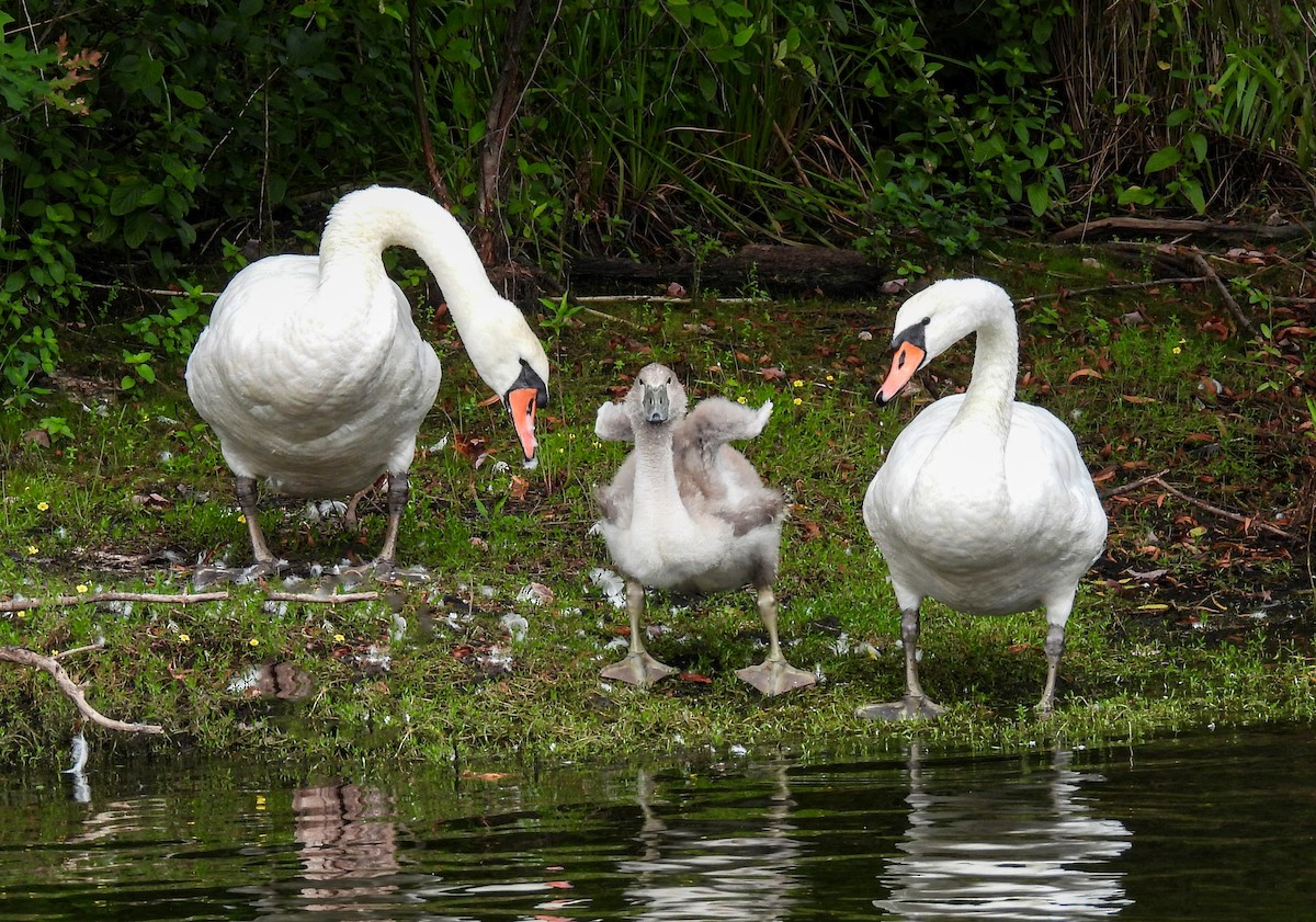 eBird Checklist 16 Aug 2021 Manasquan ReservoirEnvironmental Center 32 species (+2 other