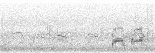 Western Grebe - ML361782151