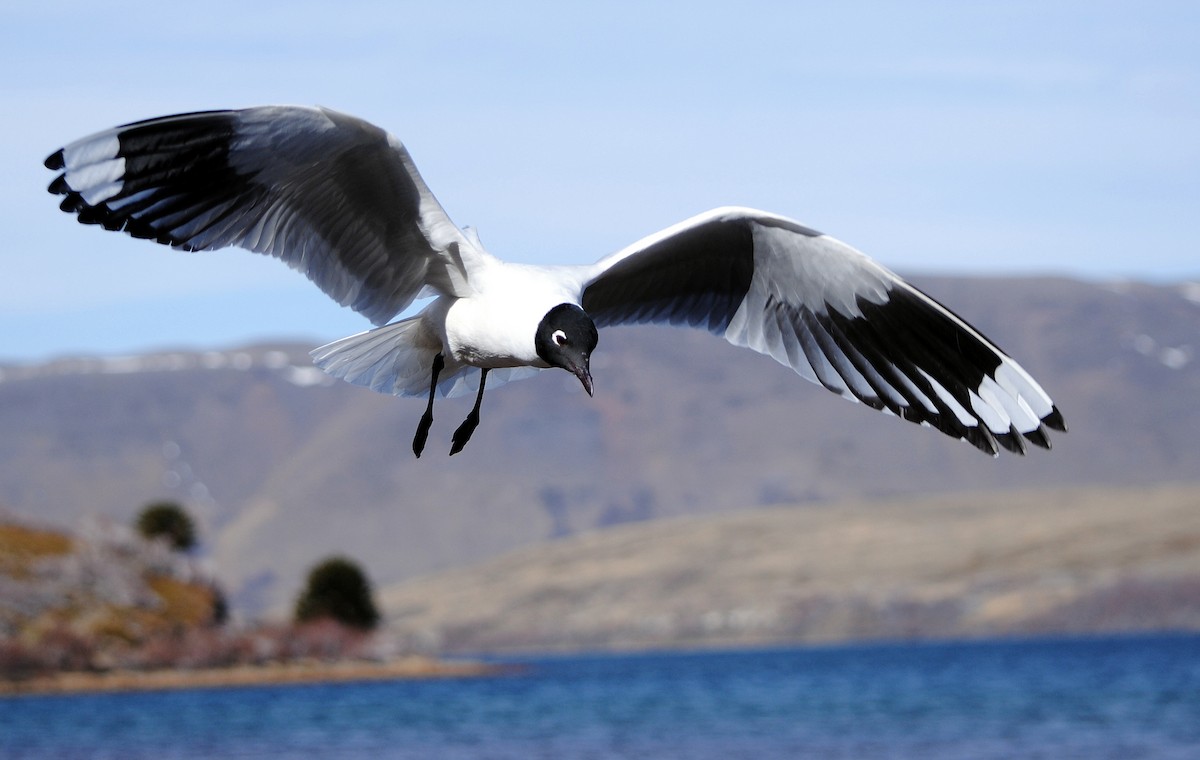 Andean Gull - Julián Tocce