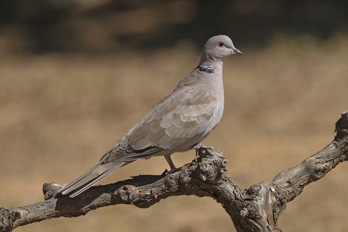 Eurasian Collared-Dove - ML361782641