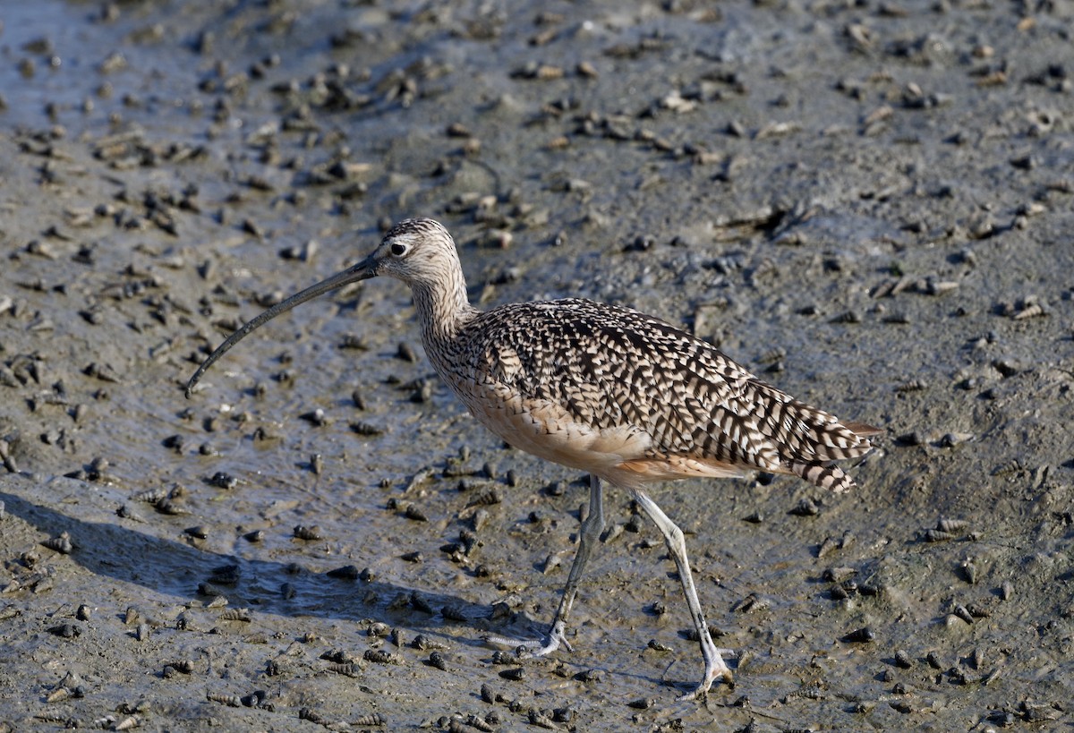 Long-billed Curlew - ML361782881