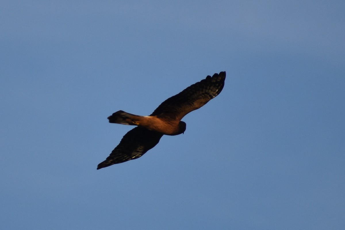Northern Harrier - Ethan Ring